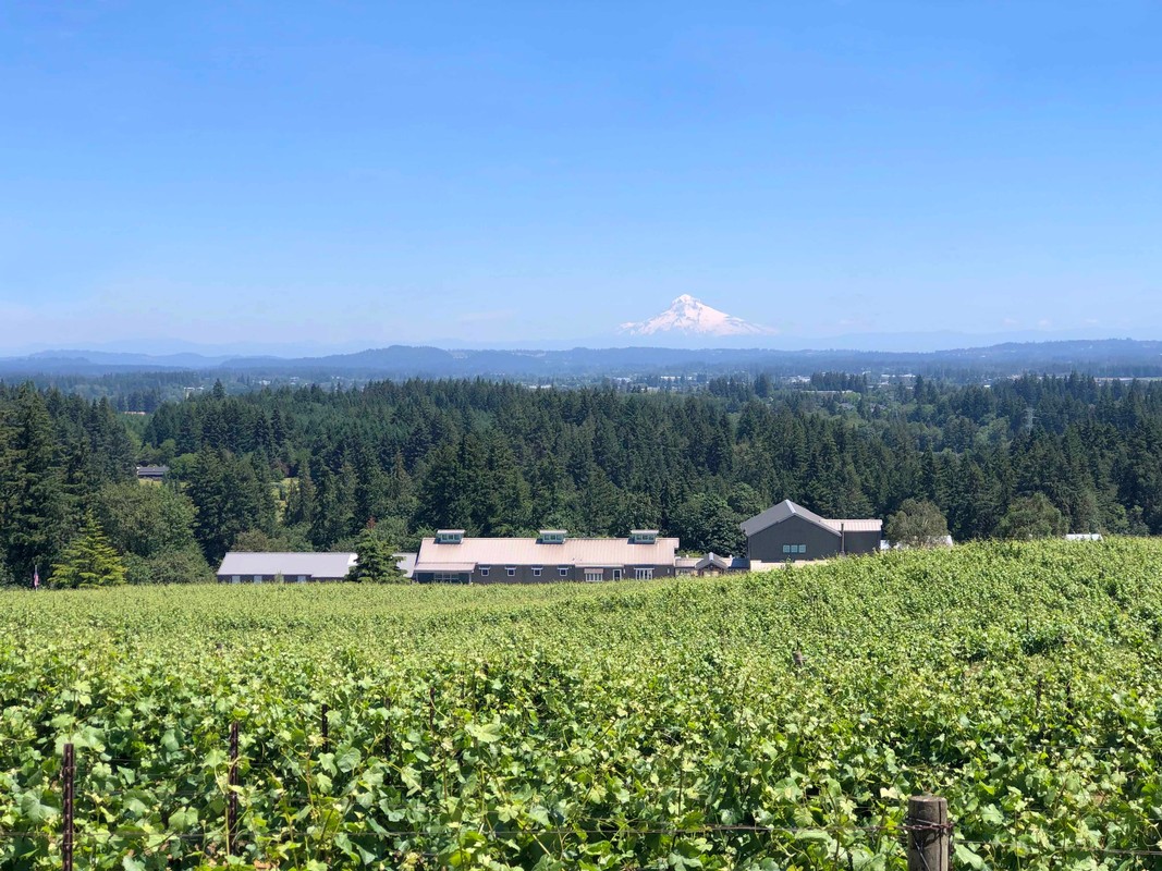 Vines and Winery View in June 2022